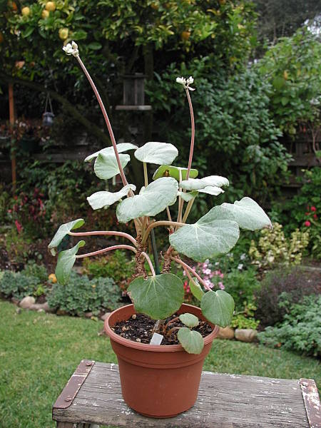 B. grisea